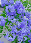 400 Seeds(Save $20)