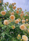 YELLOW / 100 Seeds (30% OFF)