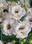 White / 100 Seeds