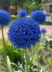 200 Pcs / Blue