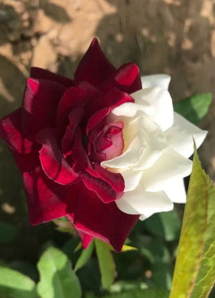 Rare Rose Seeds for Planting