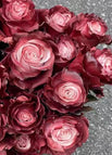 wine rose / 20 Seeds