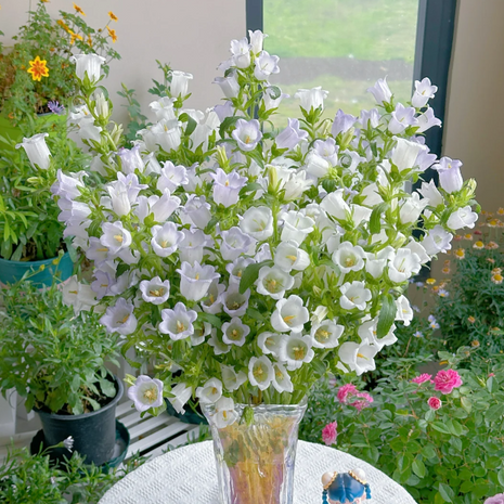 🔔Bellflower Seeds—Lucky Flower