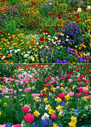 Perennial Flowers Seeds-Over 60 kinds mixed