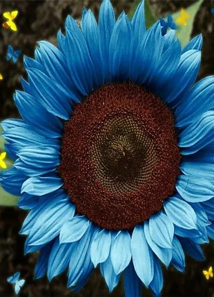 🌺Last Day Sale--60% Off💐 Sunflower Seeds🌻Sunshine