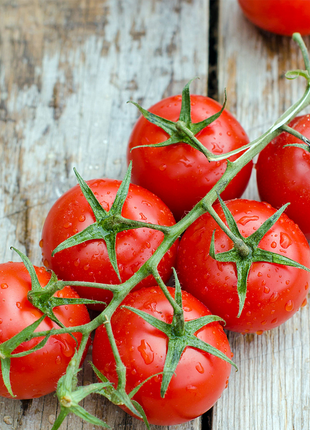 Dwarf Tomatos Seeds