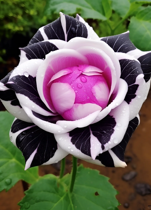 Romantis Rose Seeds