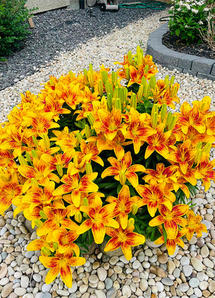 Lily Bulbs