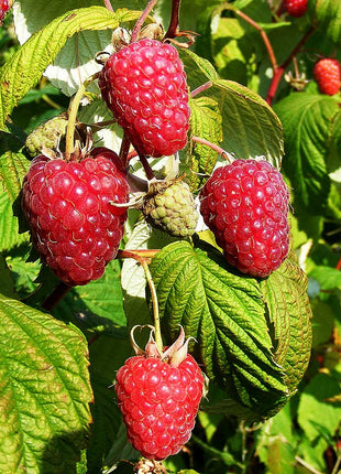 Giant Raspberry Seeds -92% Germination🌱