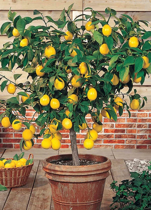 🍋Perfume Lemon Seeds