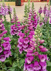 Rose Red / 100 Seeds