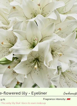 Lily Bulbs