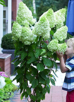 🌺Panicle Hydrangea Flowers Seeds—Mixed Color Plants—Home Garden Flower Seeds