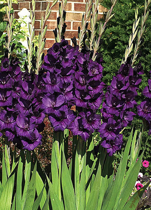 Gladiolus Flower