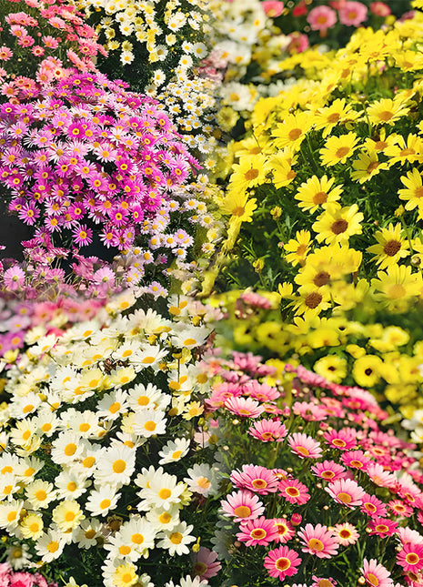 🌼Insect Killers: Pyrethrum Daisy Seeds