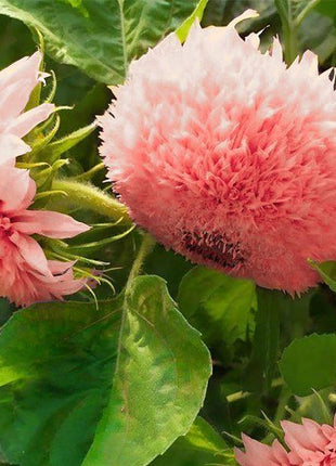 Pink Pooh Sunflower