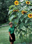 Seed / Untreated / Packet - 20 Seeds