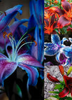 ALL COLOR(1#+2#+3#+4#) / One-size