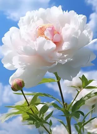 🌺 The Queen of Flowers—Double Petaled Piani