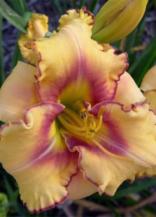 Daylily Hybrid Flowers Seed