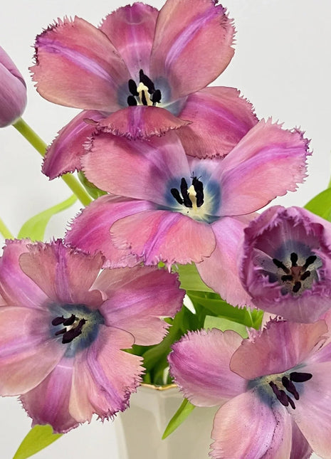 Frill Tulip seeds