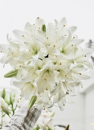 Lily Bulbs
