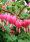 100 Seeds / Pink