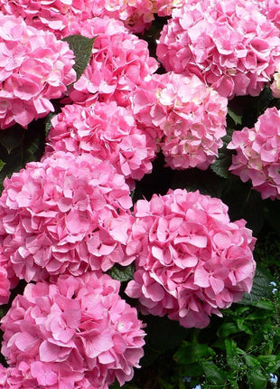 Hydrangea Seed: Unlock Nature's Beauty