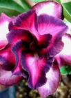Purple Red