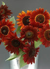 Seed / Untreated / 40 Seeds