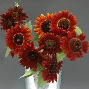 Sunflower Infrared Mix F1