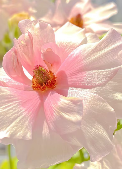 Rare Varieties Butterfly Ranunculus Asiaticus Flower Seeds