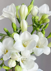 White / 15 Bulbs