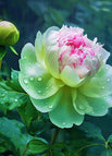 50 Seeds / Pink Greenish