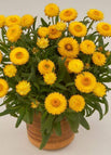 Yellow / 1000 Seeds