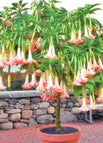 Pink / 20pcs