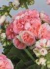 Rose Geranium / 50 Seeds