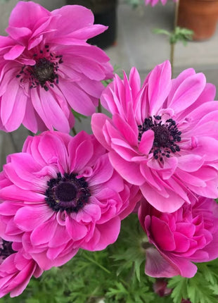 Anemone Seeds