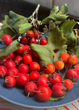 Hawthorn Seeds