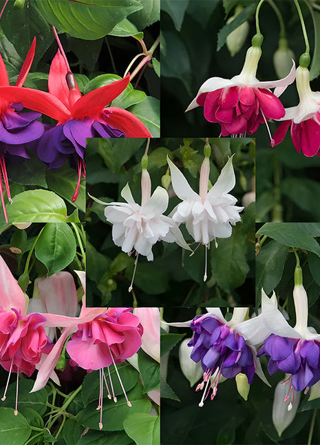 🌺Lantern Flower