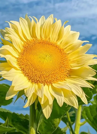🌺Last Day Sale--60% Off💐 Sunflower Seeds🌻Sunshine