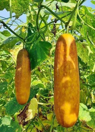 Old Cucumber Seeds