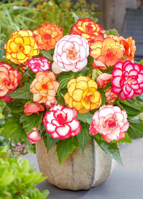 Lacy Edged Begonia