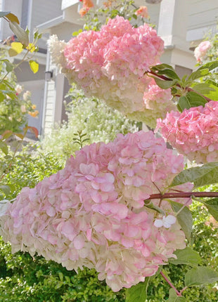 Strawberry Hydrangea Flowers Seeds Mixed Color Plants Home Garden Flower Seeds