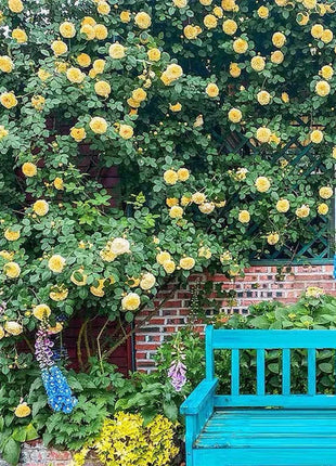 Climbing Rose Seeds