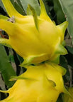 Yellow / Red / 20 Seeds