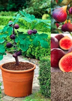 🌼 500 Seeds 50% OFF