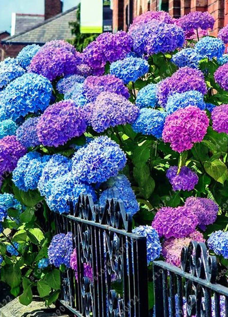 Hydrangea Seed: Unlock Nature's Beauty