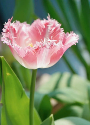 Frill Tulip seeds