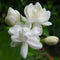 Jasmine